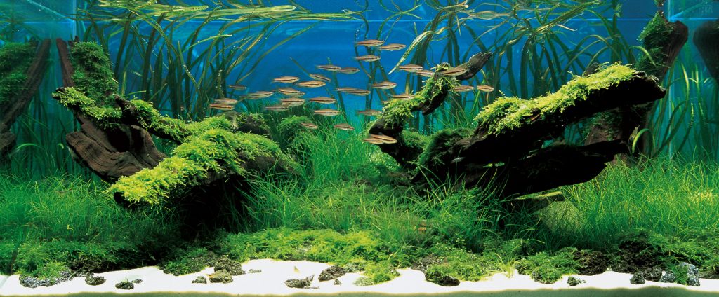 aquascape #nature #aquarium #plants #aqua #crystal #water #tank #fishtank  #plantedtank #scape #ADA #design #…